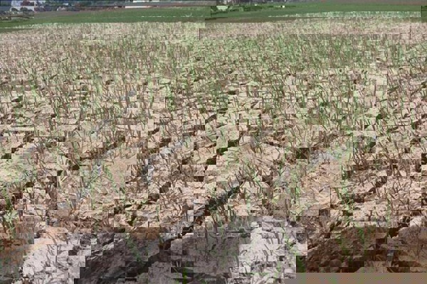 Khát nước sạch